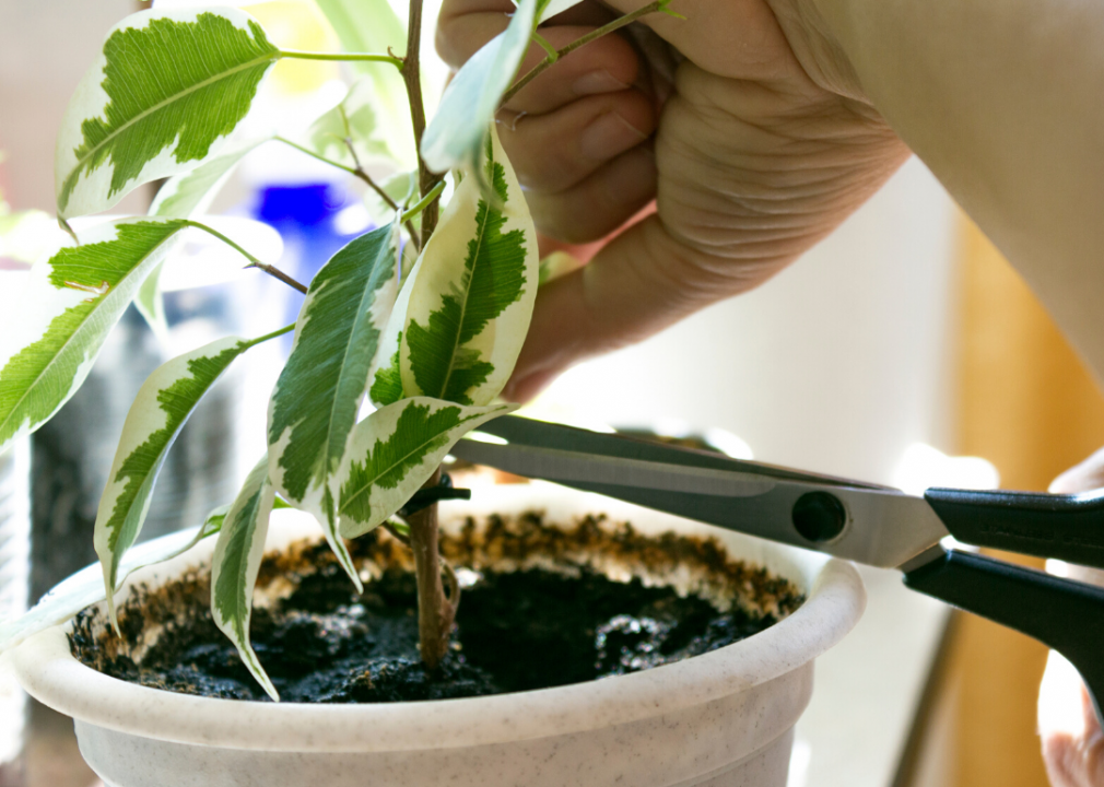 Keep limb growth in check